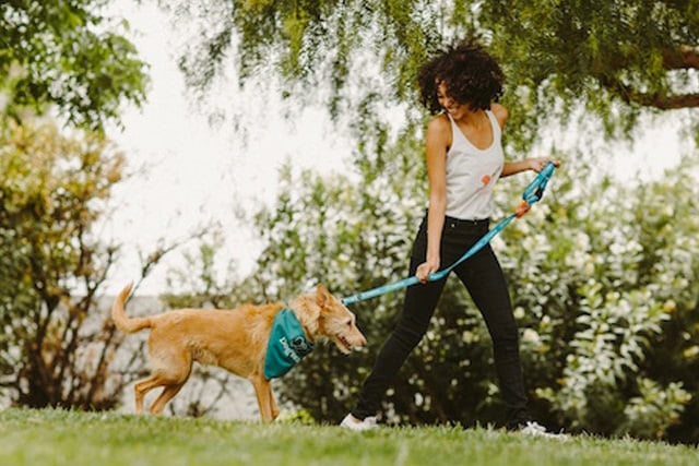DogVacay